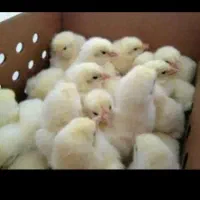 جوجه گوشتی نژادراس