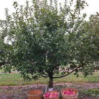 نیازمند باغبان و سرشته در باغ بانی