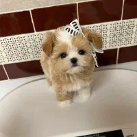 maltipooo|سگ|تهران, پونک|دیوار