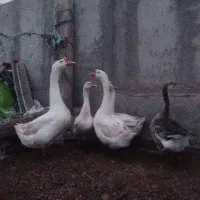 اوردک اسرایلی و غاز لیندای اصل نر