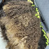 خریدار مو بدون واسطه برابر با طلا و دلاری