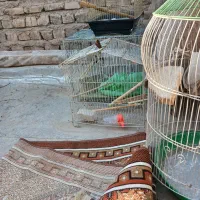۴عدد قفس سالم همراه وسایل
