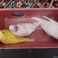 جوجه مرغ عشق سرلاکی