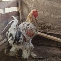 خروس برهما بزرگ|حیوانات مزرعه|اصفهان, همت‌آباد|دیوار