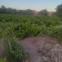 فروش-باغ