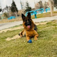 سگهای گارد و نگهبان ژرمن شپرد بی نظیر