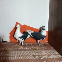 کفتر ابلغ|پرنده|چناران, |دیوار