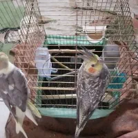 عروس هلندی ، جفت با تمام وسایل