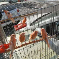 قناری سرخ و سهره نر ماده تک و جفتی|پرنده|تهران, پرستار|دیوار