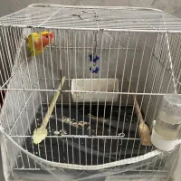 طوطی برزیلی