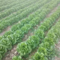 کاهو|خوردنی و آشامیدنی|نورآباد ممسنی, |دیوار