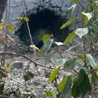 طاووس بالغ|پرنده|شاهرود, |دیوار