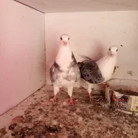 کفتر طوقی پشتار|پرنده|تهران, مرادآباد|دیوار