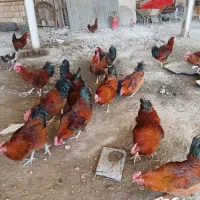 خروس محلی رسمی وسالم|حیوانات مزرعه|تنکمان, |دیوار