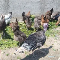 بوقلمون نر محلی