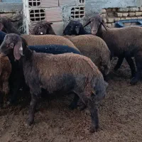 10راس توقلی قزل افشاری ماده زیر قوچی