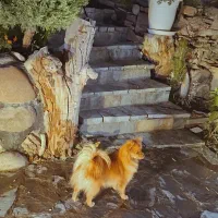 سگ ماده|حیوانات|قم, پردیسان|دیوار