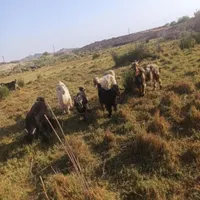 فروش بز چاق آبستن برا داشت و کشت