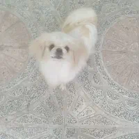 پیکینیز امپریال|سگ|ملایر, |دیوار