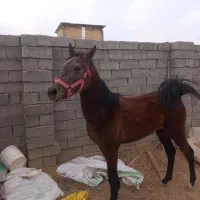 فروش کره مادیون