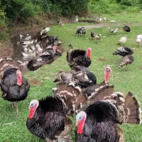 بوقلمون وغاز