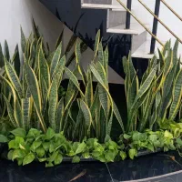 خدمات باغبانی کاشت گل گیاه تعویض خاک گلدان