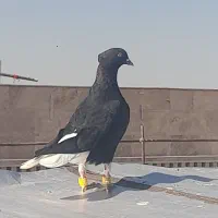 مغلف زیل دم سفید