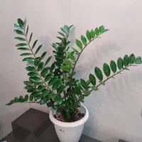 زاموفیلیا مادری ،سانسوریا کرواتی ابلق و آگلونما