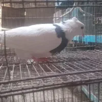 کفتر طوقی|پرنده|قم, انصار‌الحسین|دیوار