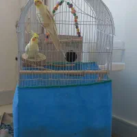 یک جفت عروس هلندی