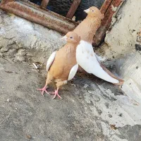 کبوترسینه زرد