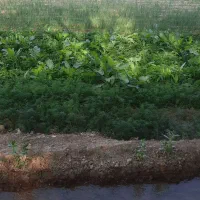 ادمین پیچ اینستاگرام