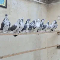 کفتر پرشی هوا میکنم بشنید زیرش