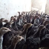 جوجه بوقلمون برنز انگلیس|حیوانات مزرعه|اسلامشهر, شهرک احمدیه|دیوار