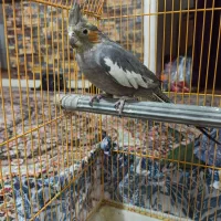 عروس ماده|پرنده|قم, باغ کرباسی|دیوار