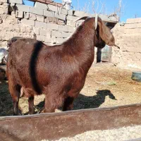 بزجوان|حیوانات مزرعه|سرایان, |دیوار