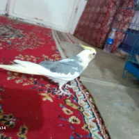 پرنده عروس پاریس|پرنده|اهواز, کارون|دیوار