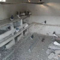 کفتر|پرنده|خسروشاه, |دیوار