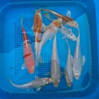 ماهی بار تازه رسید