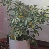 گل های آپارتمانی