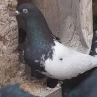 ک ب و تر ۲۵عدد