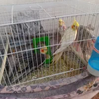 عروس هلندی همراه باجوجه هاش