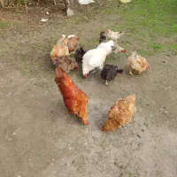 مرغ و خروس محلی تخم گذار