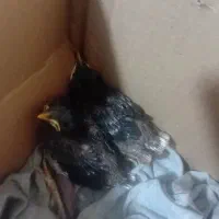 جوجه مینا شاه تخم