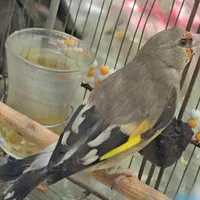 ماده کرمونی