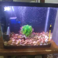 آکواریم با تمام لوازم