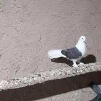 کبوتر اصفهانی|پرنده|خمینی‌شهر, |دیوار