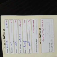 فروشی|گربه|مراغه, |دیوار