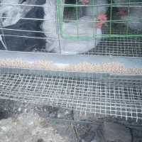 جاپنیز.لاکندزی.گردن لخت|حیوانات مزرعه|تهران, زرکش|دیوار