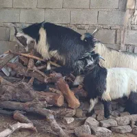سه بیگ یه بهده|حیوانات مزرعه|گتوند, |دیوار